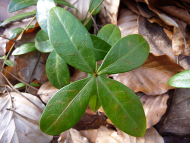 Feuilles opposées coriaces de couleur vert foncé. Ovales-elliptiques, elles sont rétrécies aux 2 bouts. Agrandir dans une nouvelle fenêtre (ou onglet)